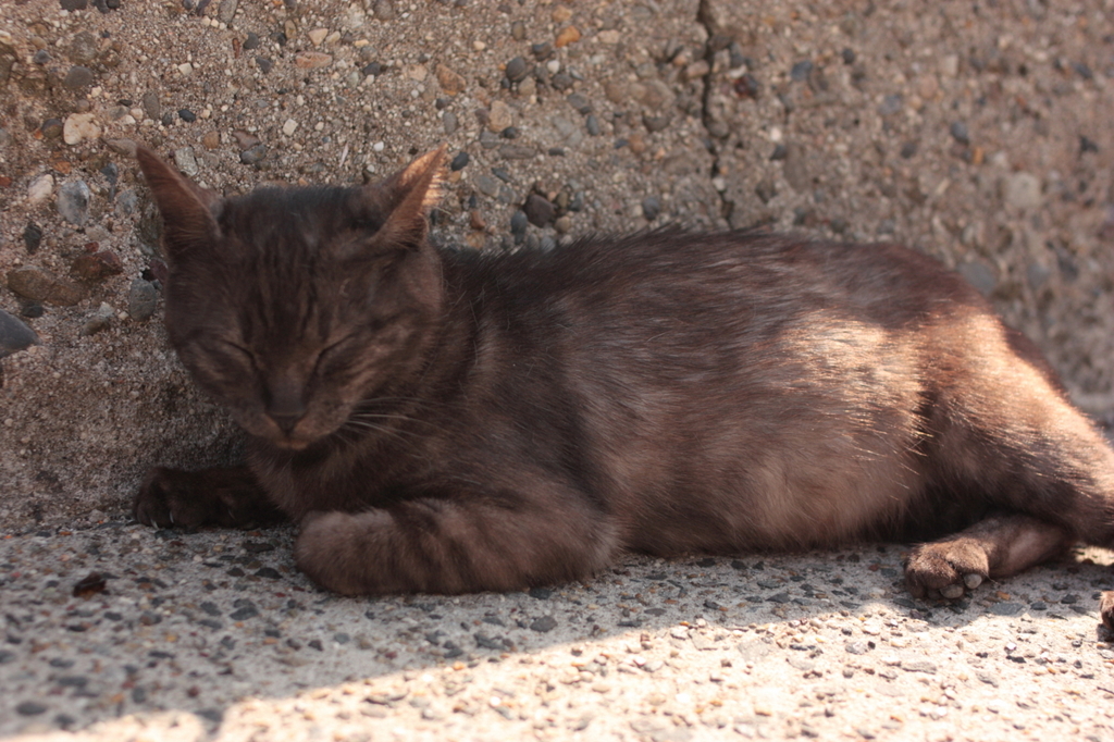 野良猫