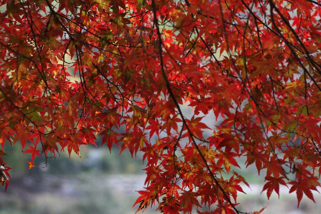 紅葉（赤）