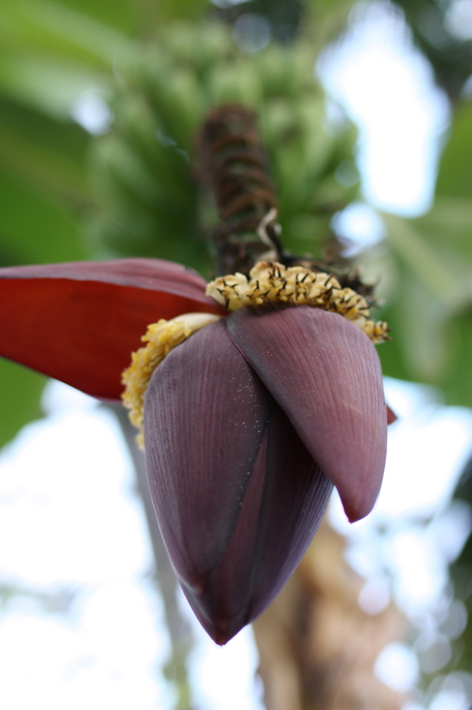世界の熱帯果樹温室　バナナの花