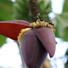 世界の熱帯果樹温室　バナナの花