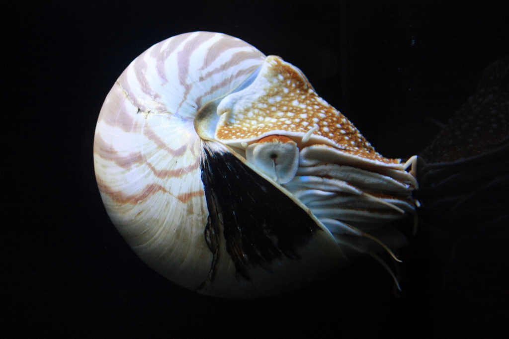 名古屋港水族館　オウムガイ