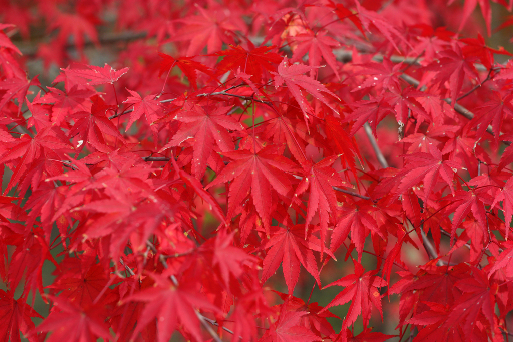 紅葉（紅）