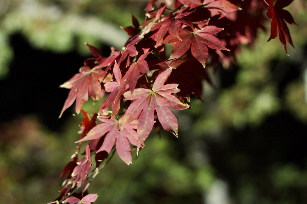 神護寺　紅葉