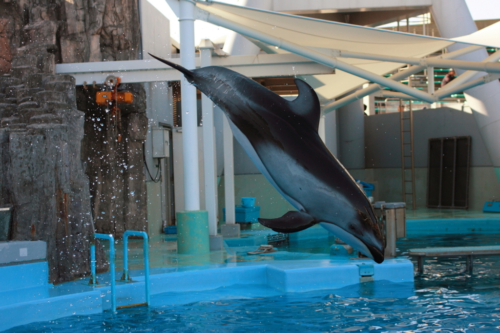 名古屋港水族館　海豚ジャンプ