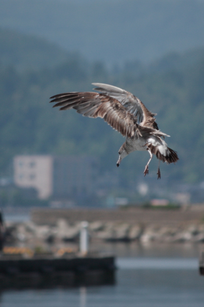 鳶、着陸