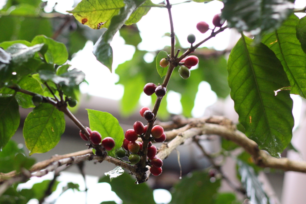 世界の熱帯果樹温室　コーヒーチェリー