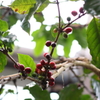 世界の熱帯果樹温室　コーヒーチェリー