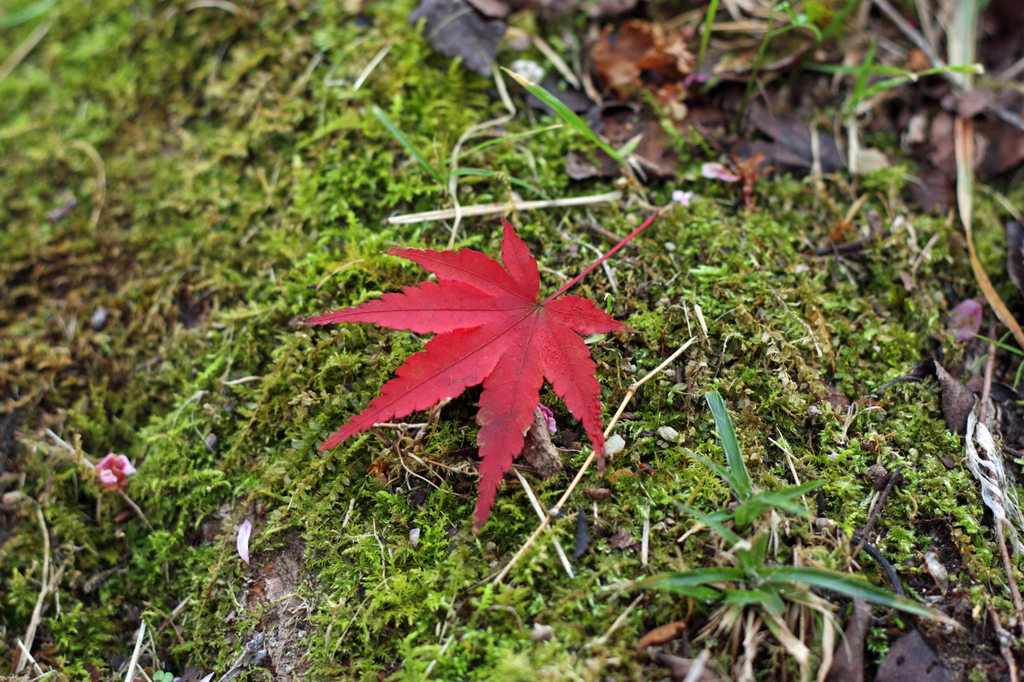 紅葉（単）