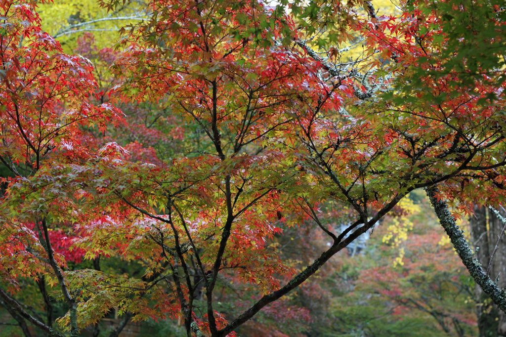 紅葉（赤緑）