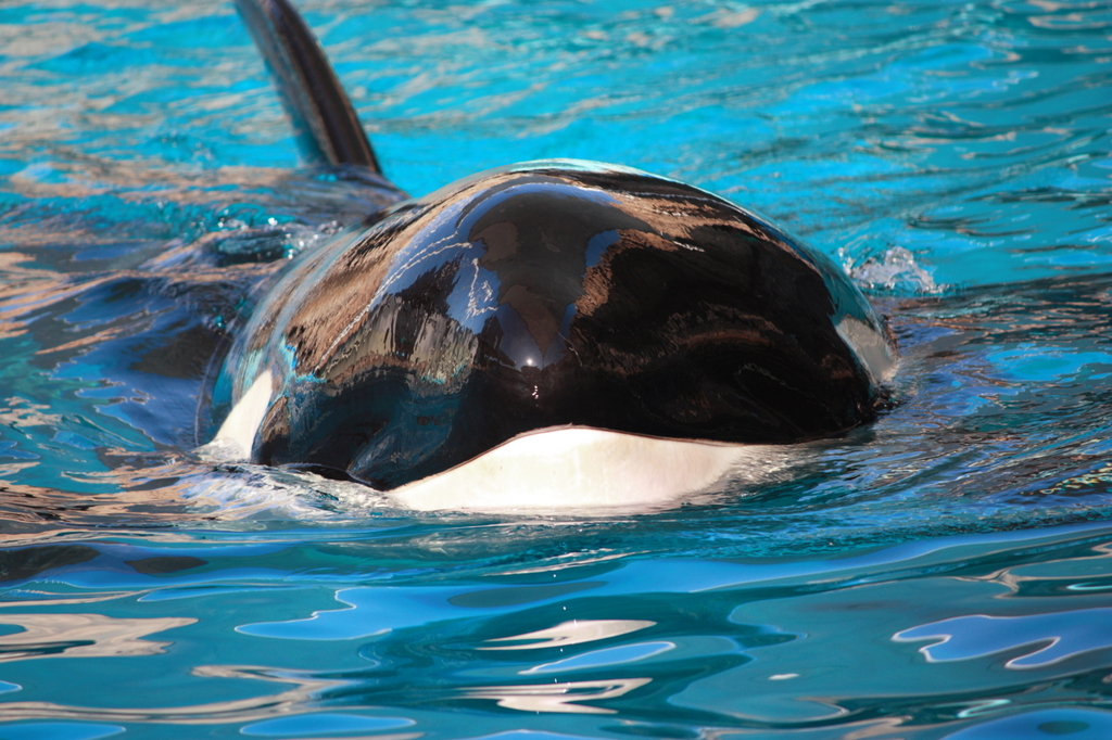 名古屋港水族館 鯱 ナミ By もょもと Id 写真共有サイト Photohito