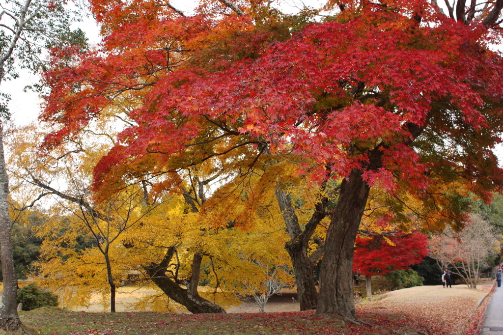 東大寺大仏殿の北西の紅葉