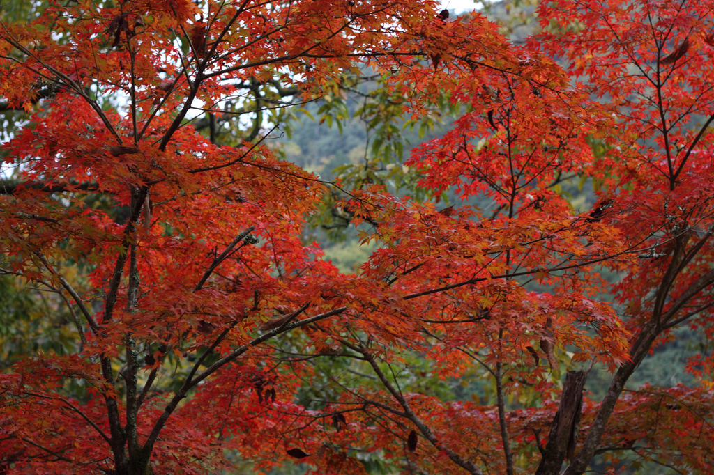 紅葉（赤）