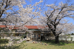 満開の桜と学校