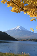 富士山とイチョウのコラボ