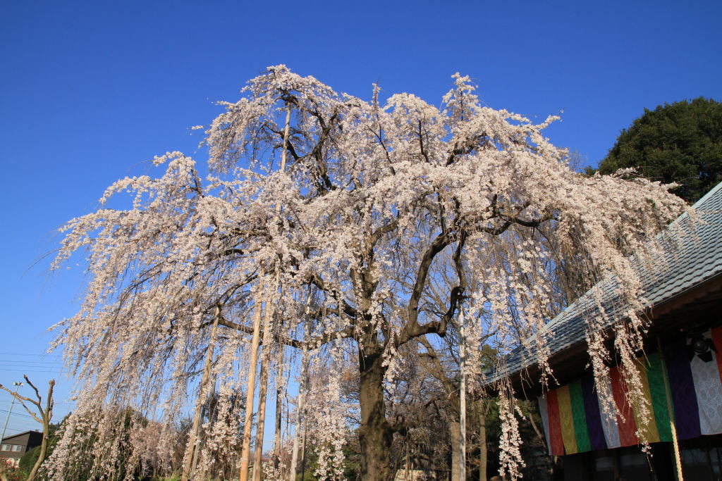 慈眼寺のしだれ桜