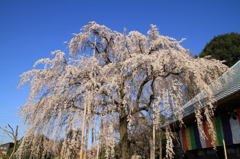 慈眼寺のしだれ桜