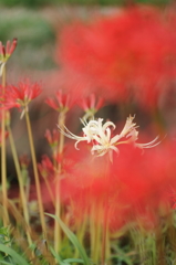 彼岸花＿100