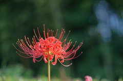 彼岸花＿104