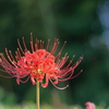 彼岸花＿104
