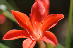 紅い花＿100