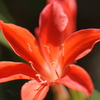 紅い花＿100