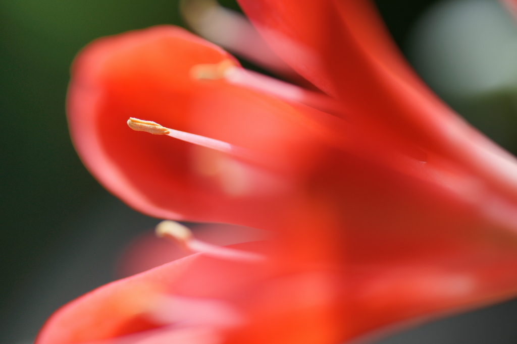紅い花＿101