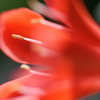 紅い花＿101