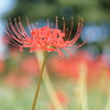 彼岸花＿101