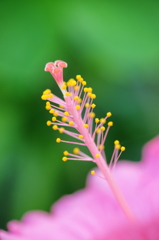 紅い花のしべ＿109