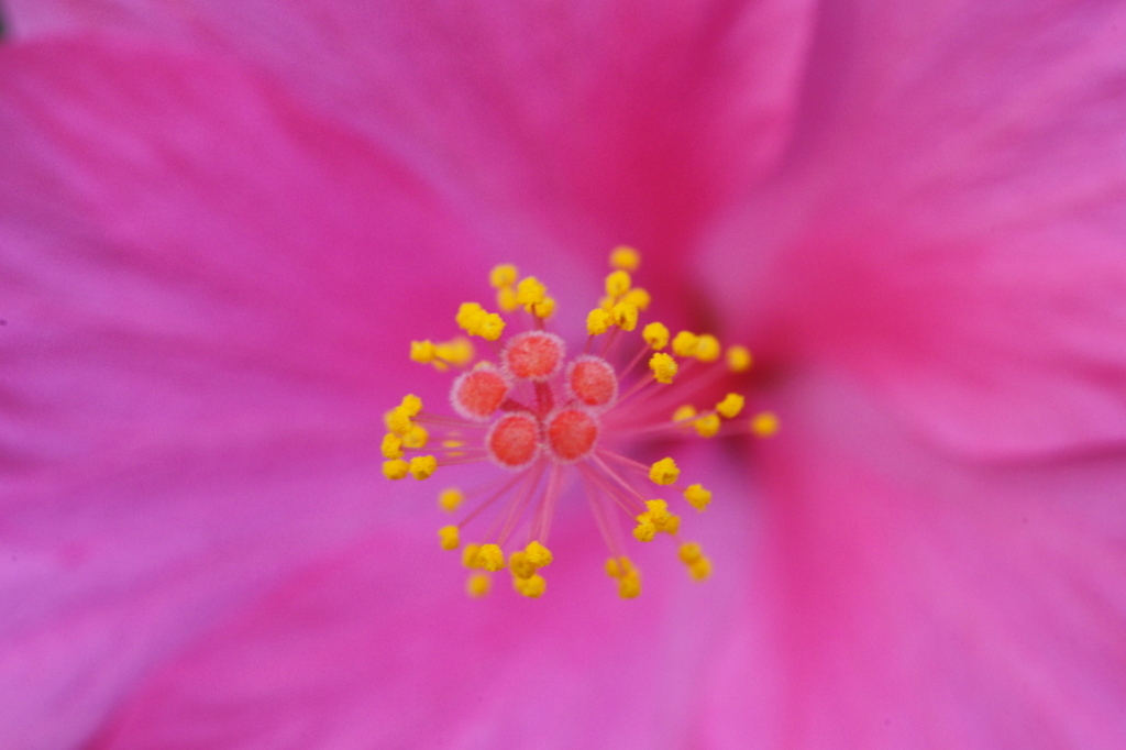 紅い花のしべ＿108