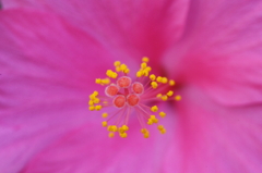 紅い花のしべ＿108
