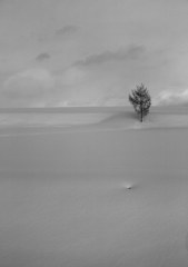 tree＆hole