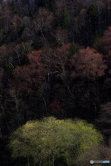 芽吹きは花火のように