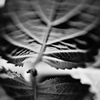 leaf #2