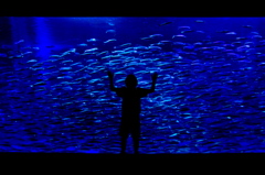 Dream of the sardine