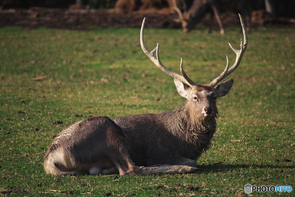 King of the Forest