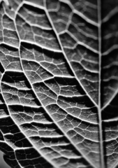 leaf #1