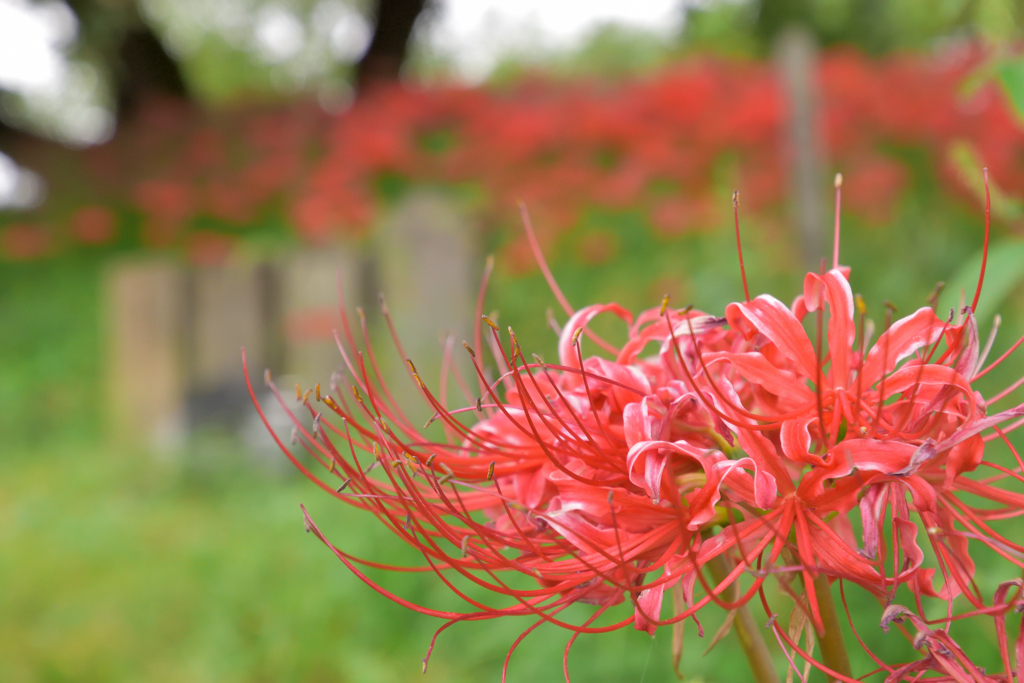 令和3年曼珠沙華10