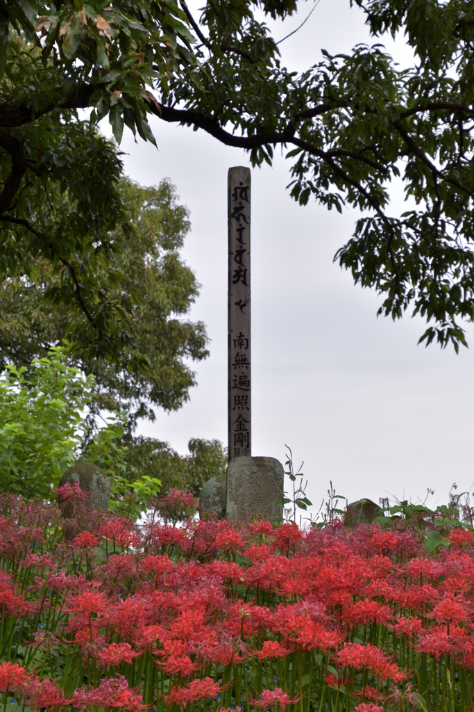 令和3年曼珠沙華8