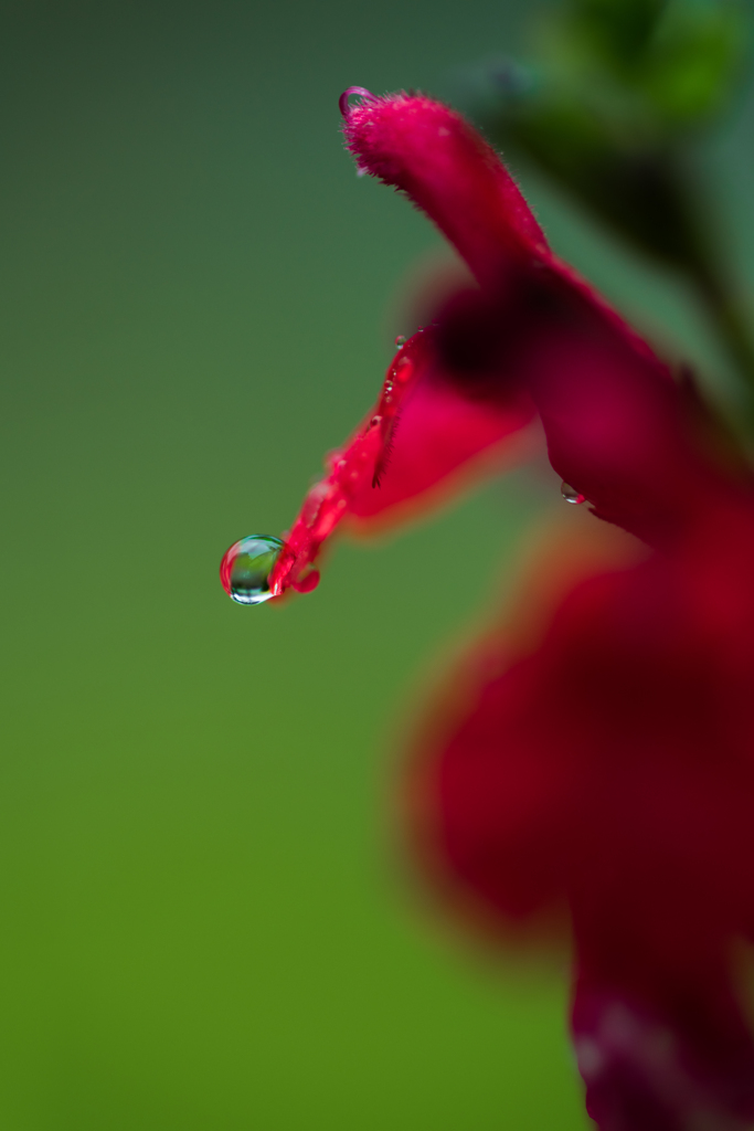 Scent of Rain