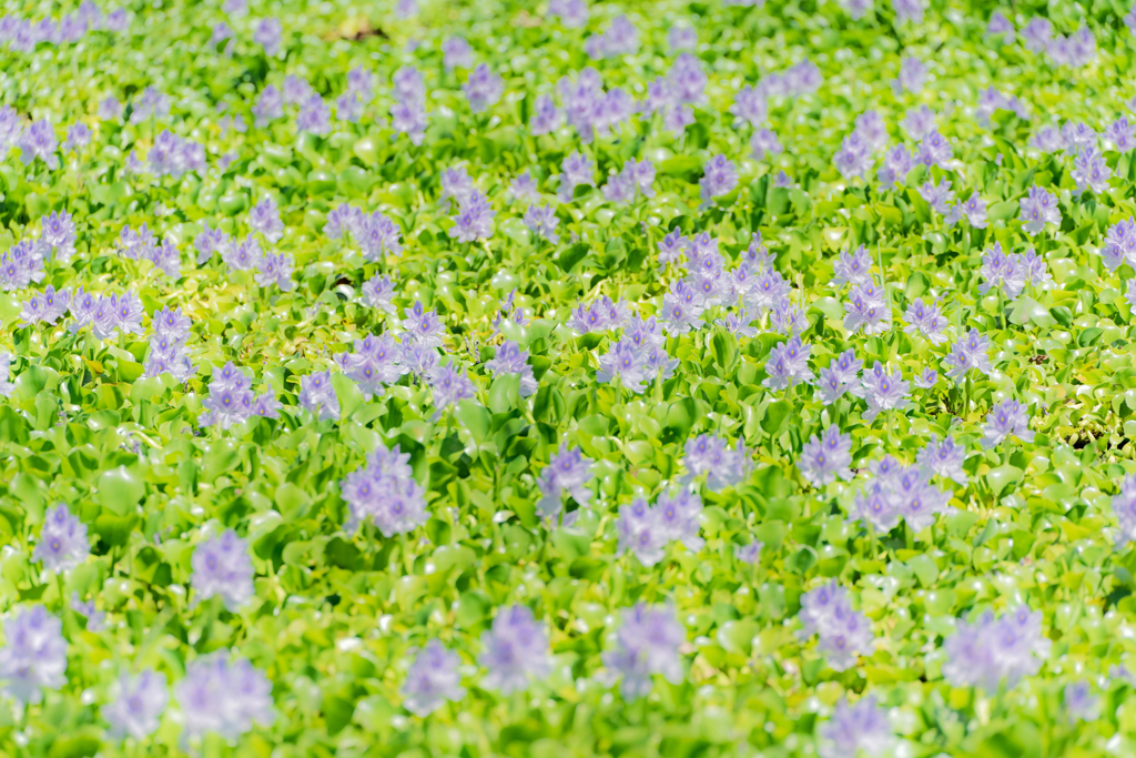 加須の夏
