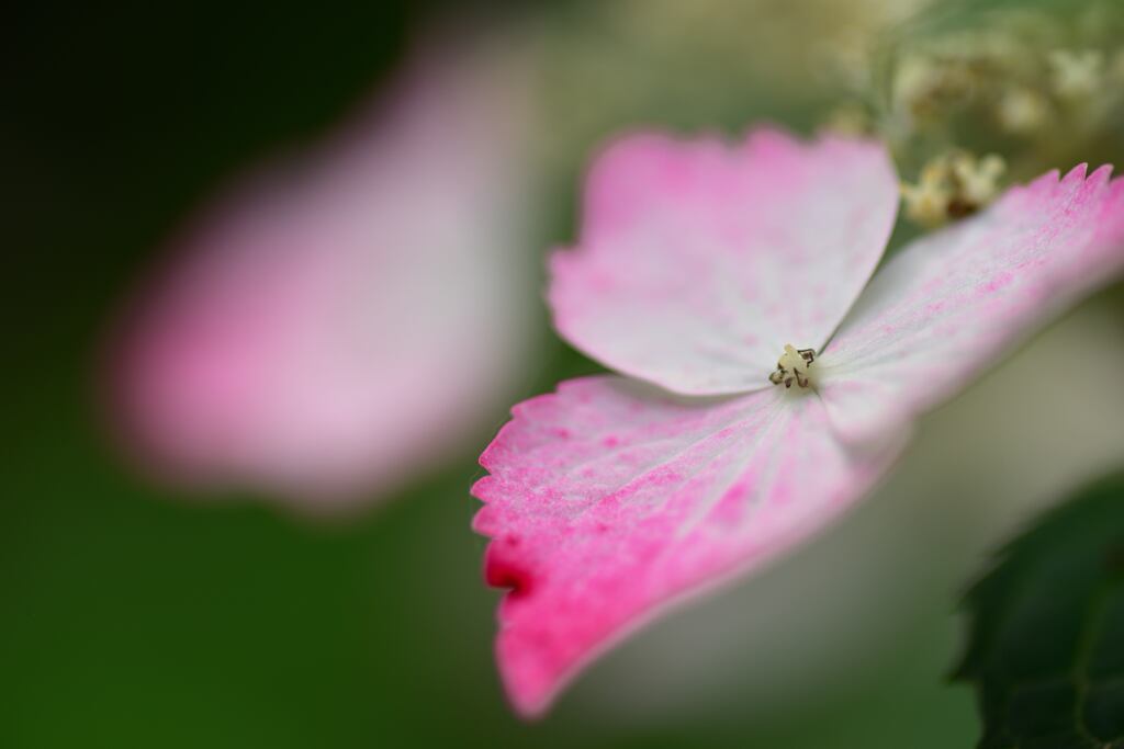 Secret Garden