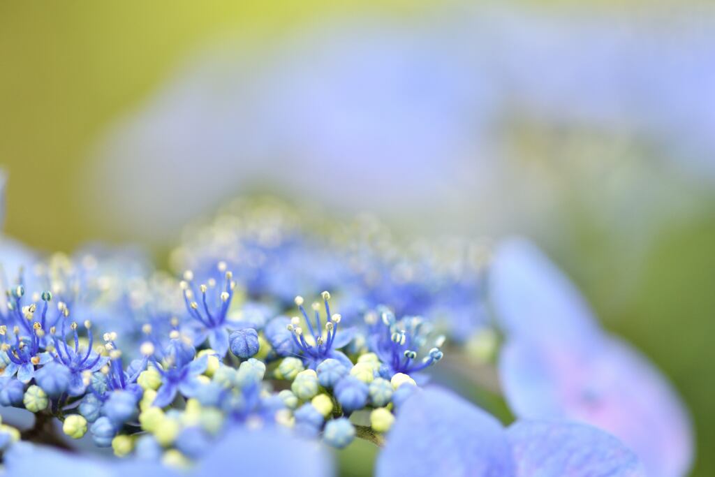 Blue in Green