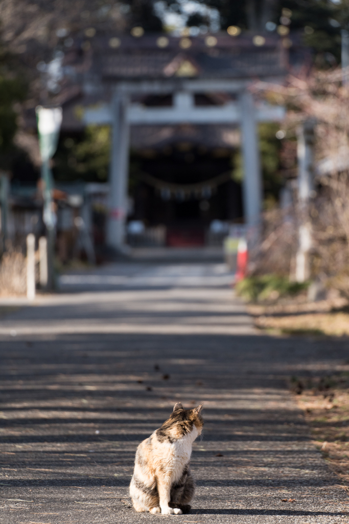 見返りぬこ