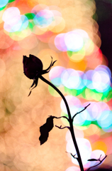 真冬の薔薇