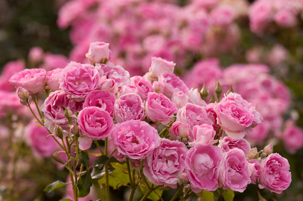 bouquet