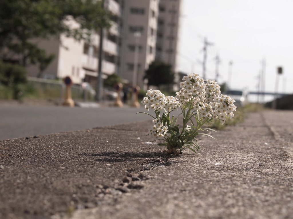 どっこい生きてる！