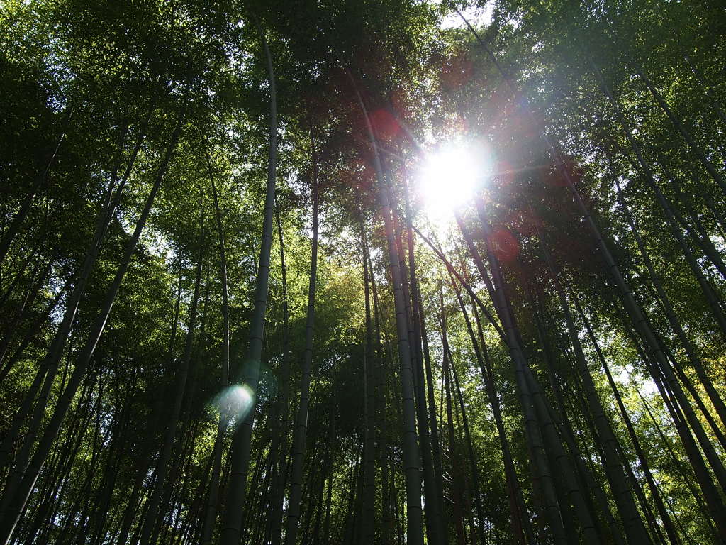 竹林①