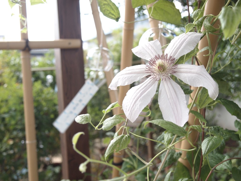 花と風鈴