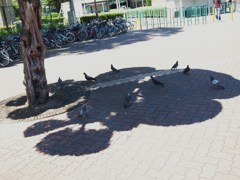 日陰ぼっこ